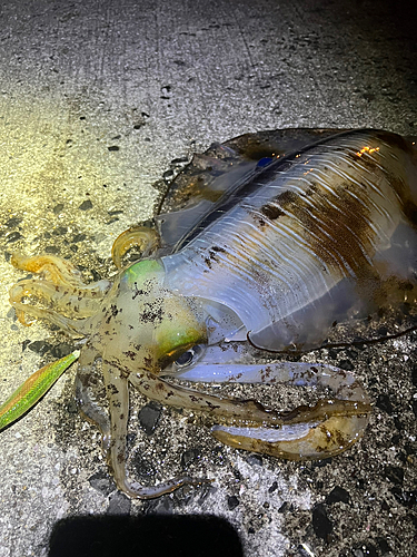 アオリイカの釣果