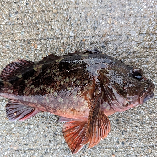 カサゴの釣果