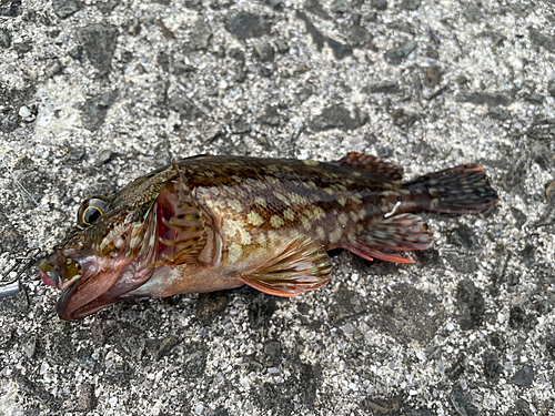 カサゴの釣果