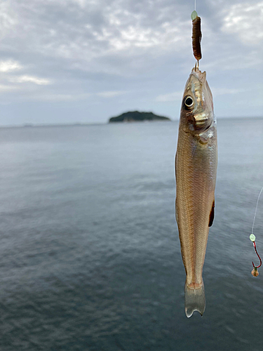 シロギスの釣果