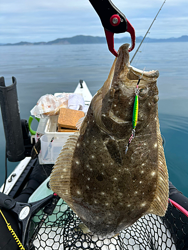 ヒラメの釣果