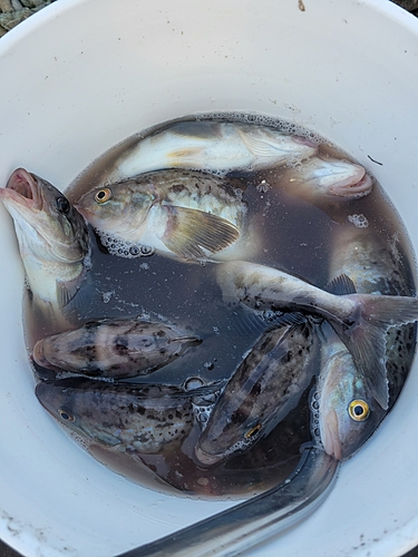 ホッケの釣果