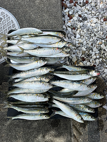 カタボシイワシの釣果