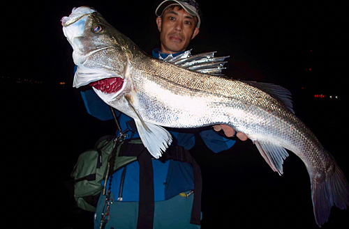 シーバスの釣果