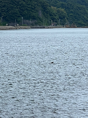 キスの釣果