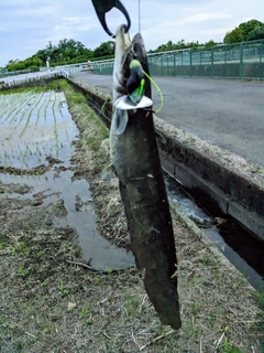 ナマズの釣果