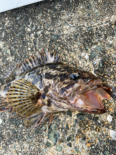 コウイカの釣果