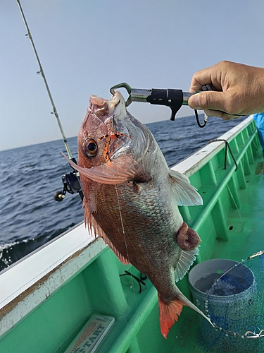 マダイの釣果