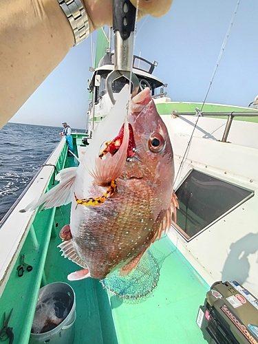 マダイの釣果