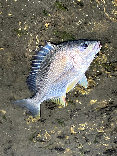 キビレの釣果