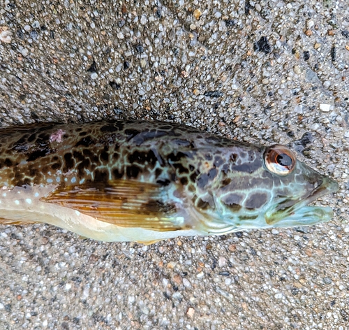 アナハゼの釣果