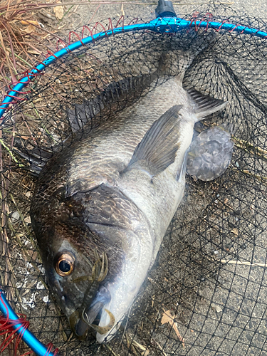 チヌの釣果