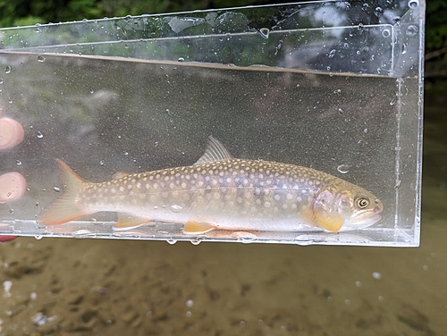 ニッコウイワナの釣果