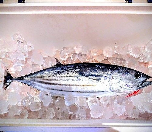 カツオの釣果