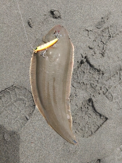 シタビラメの釣果