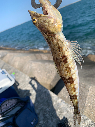 エソの釣果