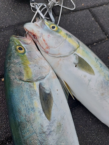 イナダの釣果