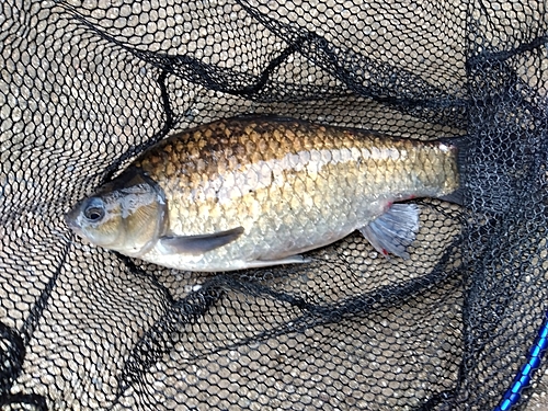 フナの釣果