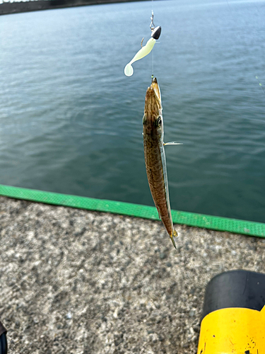 カマスの釣果