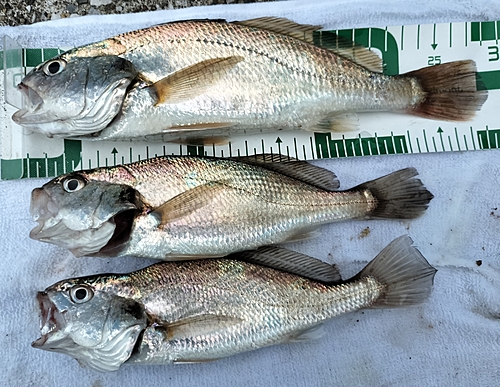 イシモチの釣果