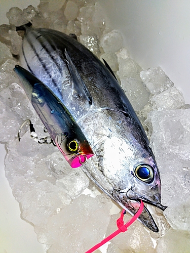 カツオの釣果