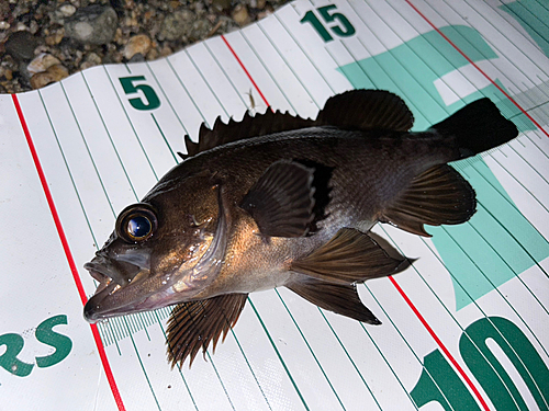 アカメバルの釣果