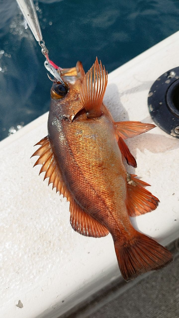 🎣みやもん🎣さんの釣果 3枚目の画像