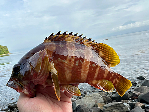 アカハタの釣果