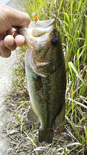 ラージマウスバスの釣果