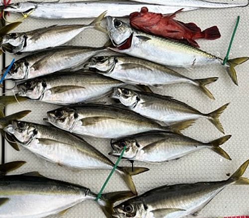 アジの釣果