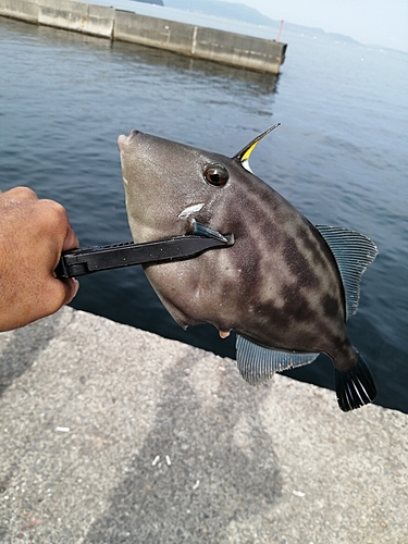 ウマヅラハギの釣果