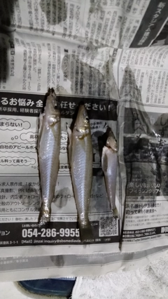 キスの釣果