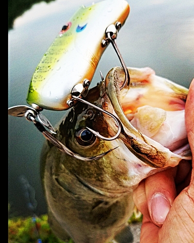 ブラックバスの釣果