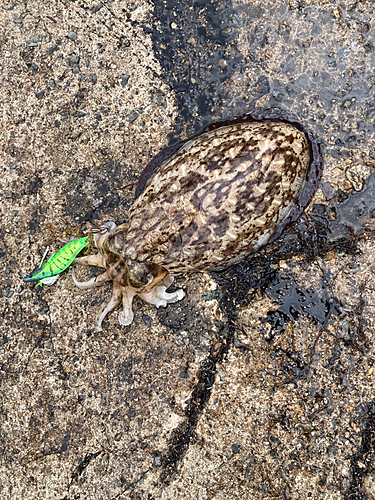 カミナリイカの釣果