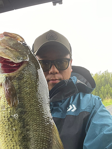 ブラックバスの釣果