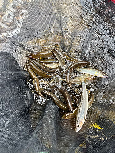 アユの釣果