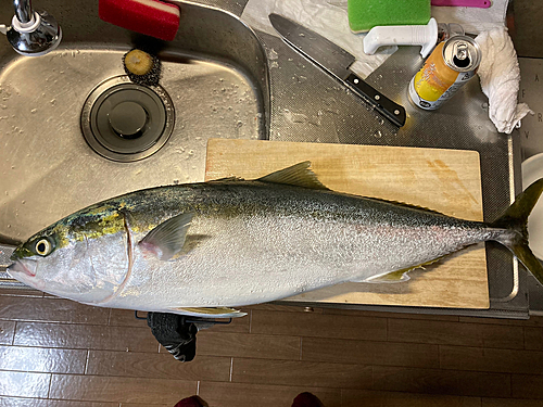 ハマチの釣果