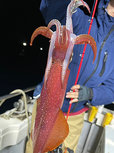 ケンサキイカの釣果