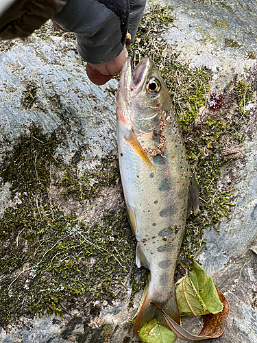 アマゴの釣果