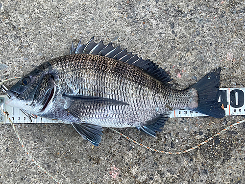 クロダイの釣果