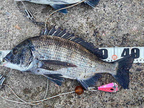 クロダイの釣果