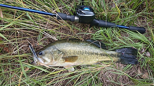 ラージマウスバスの釣果