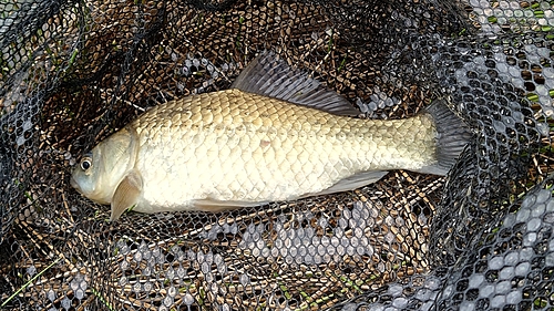 コイの釣果