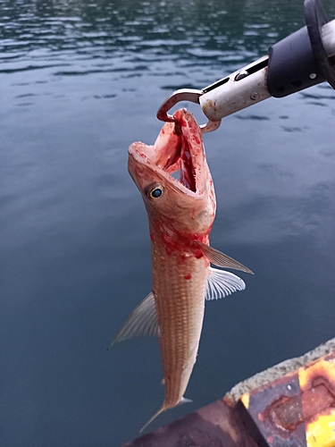 エソの釣果