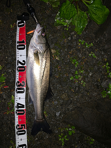 スズキの釣果