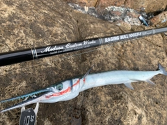 ダツの釣果