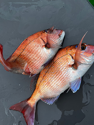 マダイの釣果