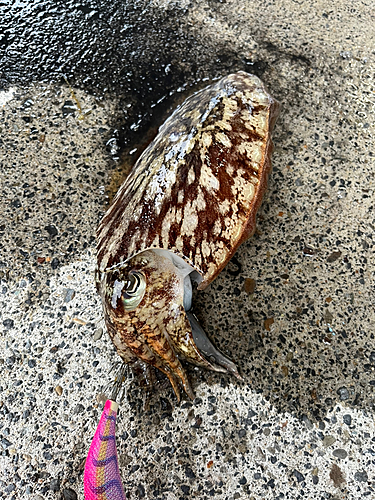 コウイカの釣果