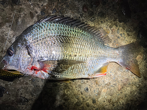 キビレの釣果