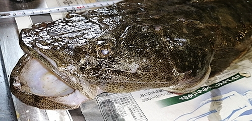 マゴチの釣果